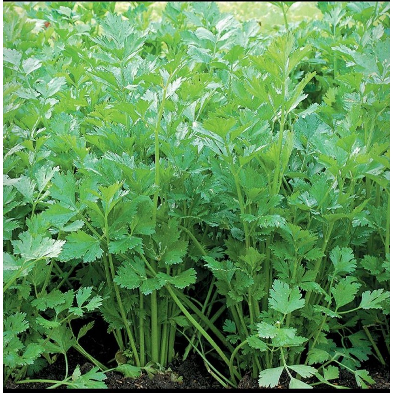 25 butir - benih daun seledri amigo - cap panah merah