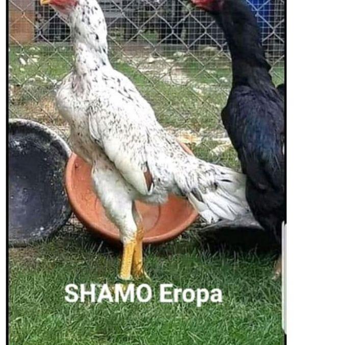 

SHOPEE 8.8 telur ayam shamo eropa [KODE 371]