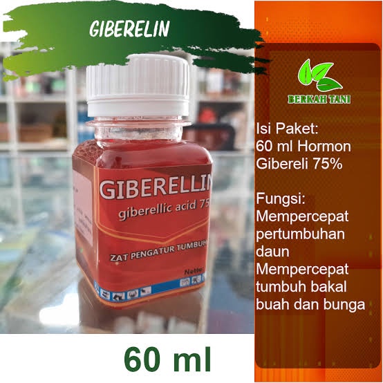 GIBERELIN MURNI ZPT mempercepat pertumbuhan bunga dan buah