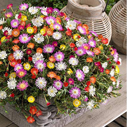 Benih-Bibit Bunga Daisy Livingstone Ice Plant Mix (Haira Seed)