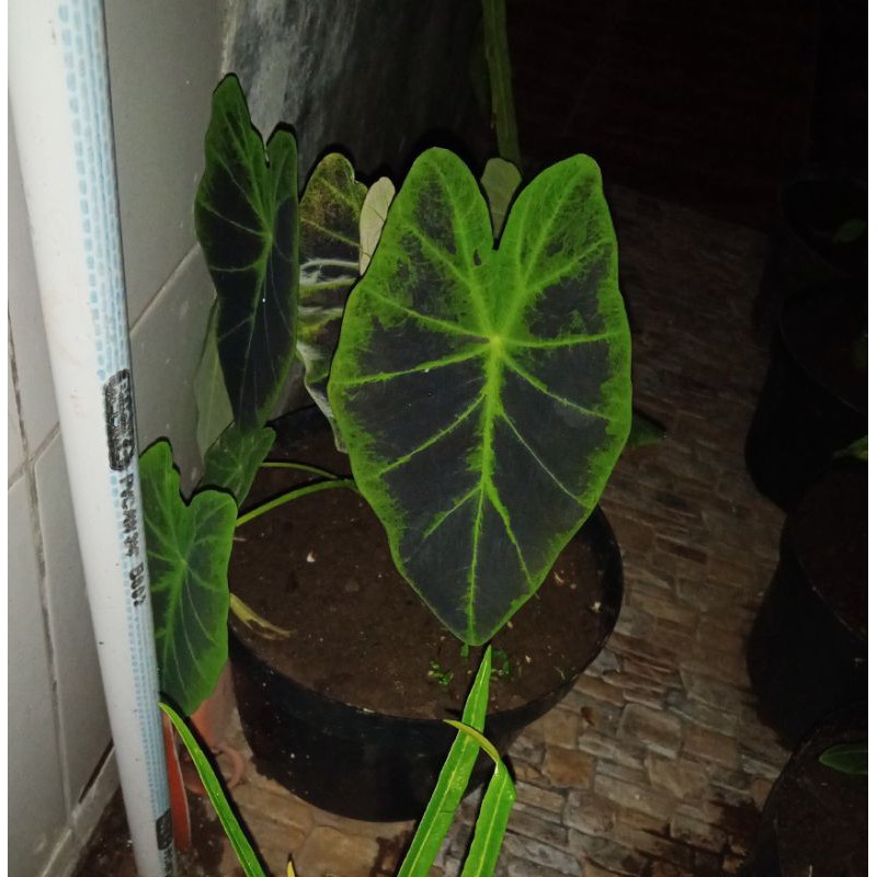 tanaman hias talas keladi