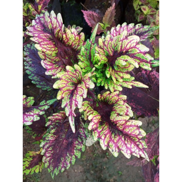 Miana premium id Cendrawasih