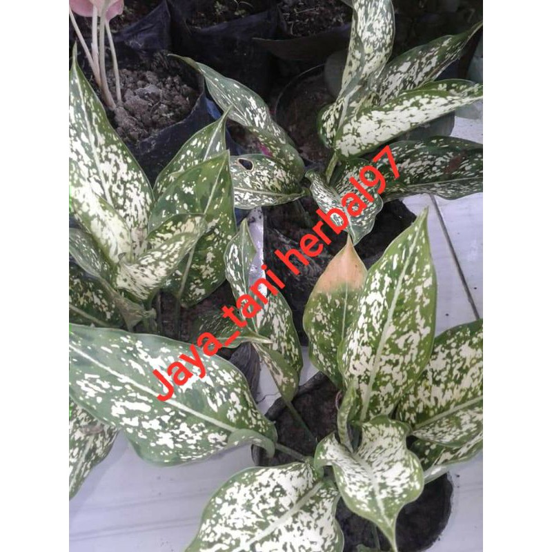 Tanaman hias aglonema snow white/beras tumpah