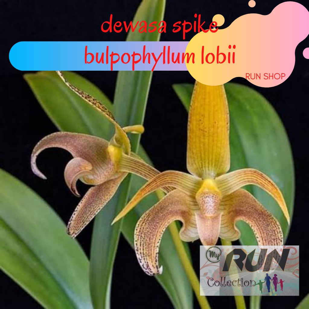 anggrek bulbophyllum lobii lepidum amplebracteosum veldkampii bulbo bulpophyllum lobii