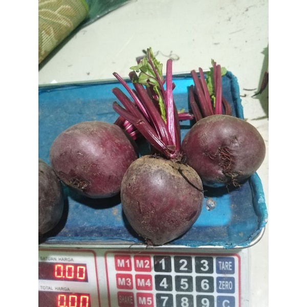 

LANGSUNG KIRIM!! BUAH BIT BEET ROOT SEGAR 1 KG