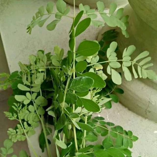 

DAUN KELOR /100 GRAM