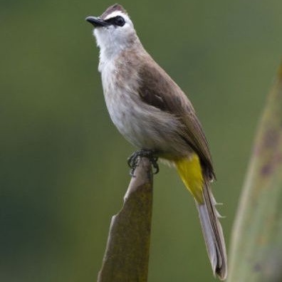 trucukan kebo jawa timur pilihan