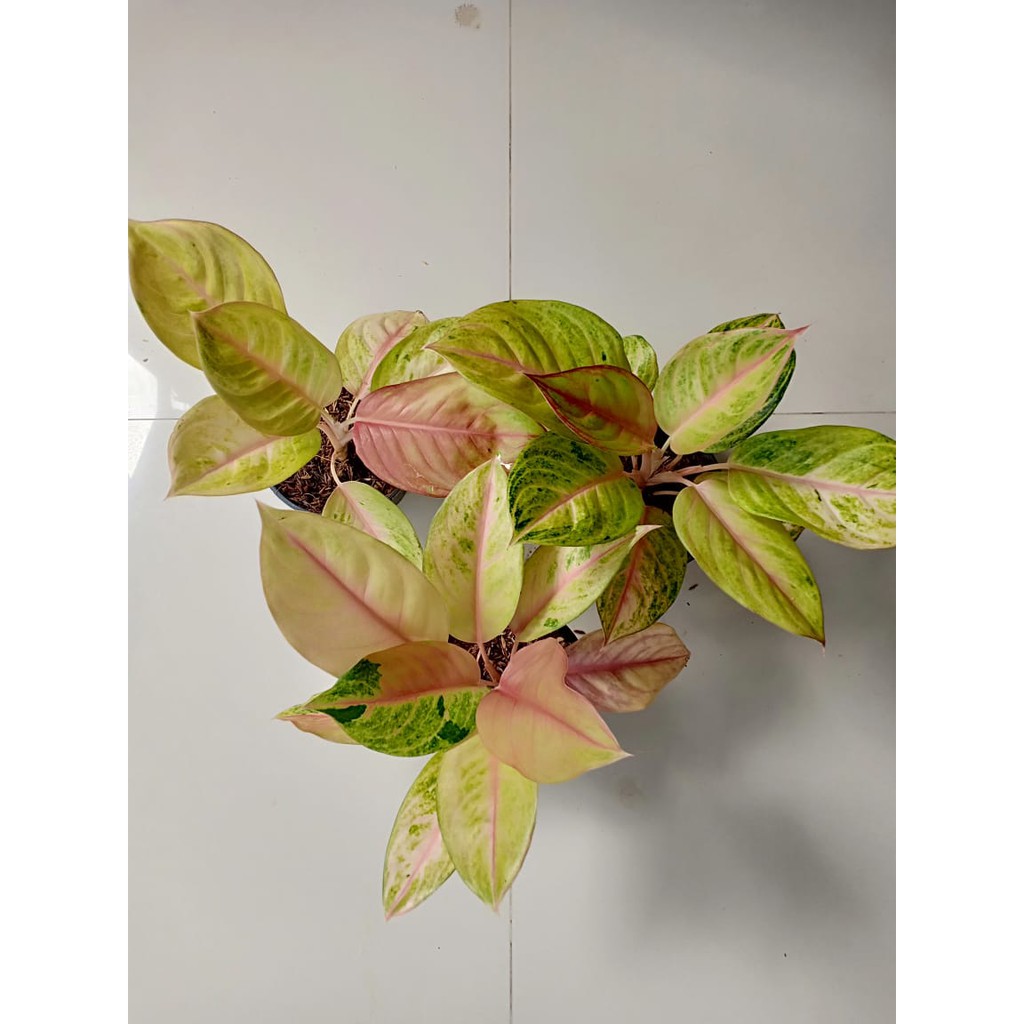  GOLDEN  SIAM  Tanaman Hias Aglaonema  Aglonema  Shopee 