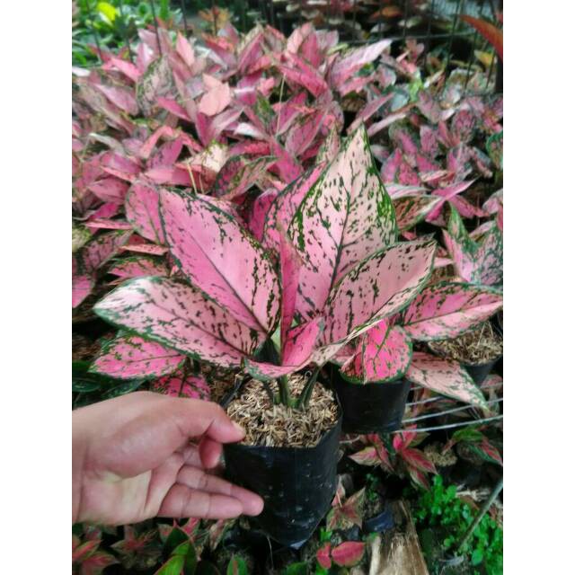 Tanaman hias aglonema valentine aglaonema palentin