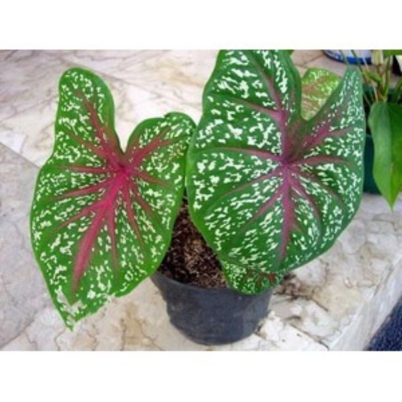 caladium red star