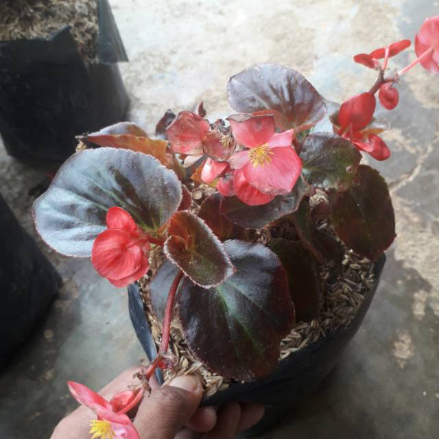 Tanaman Hias Begonia Merah - Pohon Begonia Merah