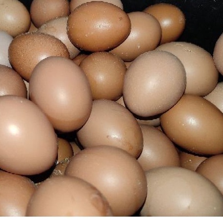 

Telur Ayam Negeri Omega isi 10 Butir Bisa Dimakan Langsung Tidak Amis