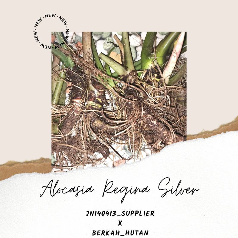 Paket 17-18 bonggol alocasia regina silver bonggolan 1 kg