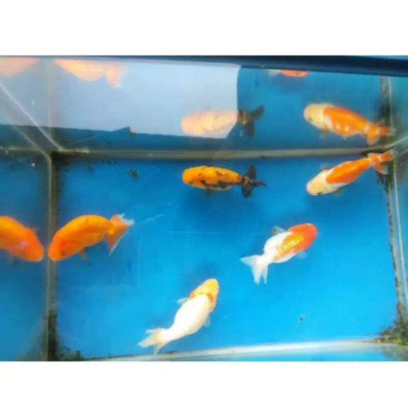 IKAN KOKI RANCHU