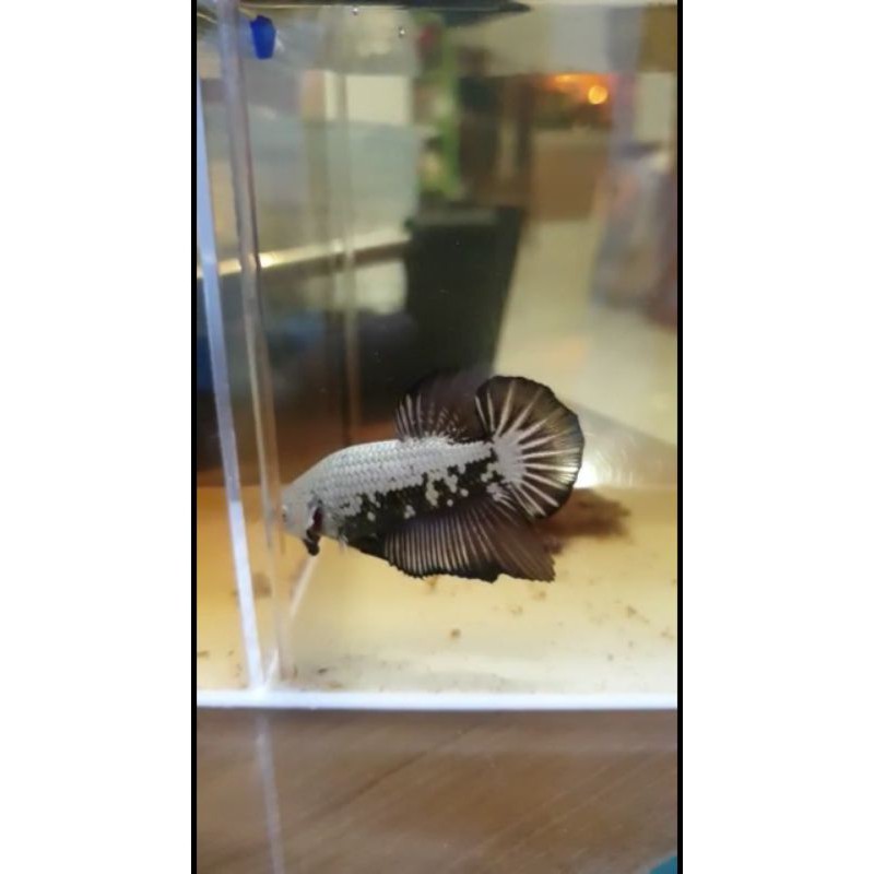 anakan ikan cupang black samurai