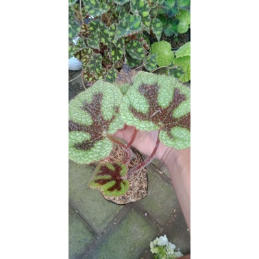 begonia tapak macan