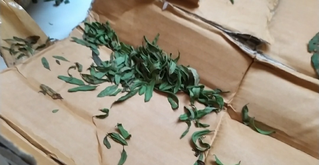 Bibit Tanaman Delima Mini Merah Hasil Cangkok Cepat Berbuah