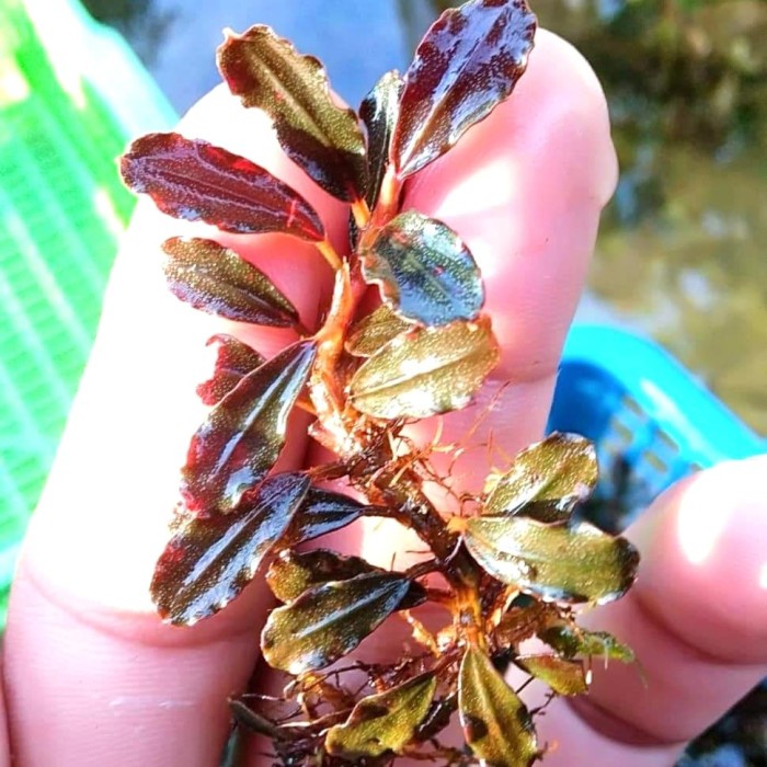 

TERMURAH bucephalandra sp brownie falcon