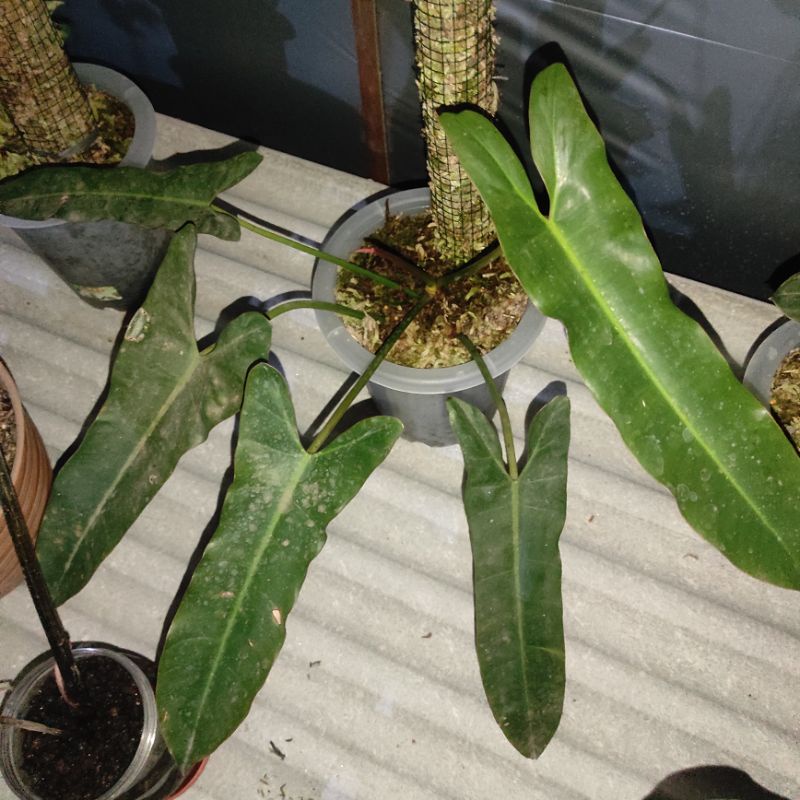 Philodendron atabapoense bilitiae daun 5+ kabel busi bukan batang orange