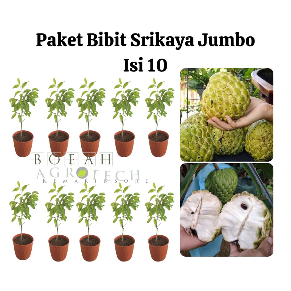 Paket Hemat Bibit Srikaya Jumbo Australia Okulasi Isi 10 Bonus Bibit Strawberry+Polibag