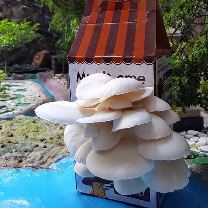 Promo Mushome Media Tanam Jamur Tiram Putih Berkualitas