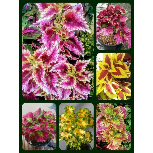 35 Jenis/macam Miana Premium Pilihan