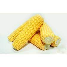 

Jagung Manis 500gr Segar Medan