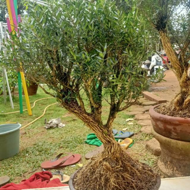 Bonsai boxus - tanaman bonsai boxus