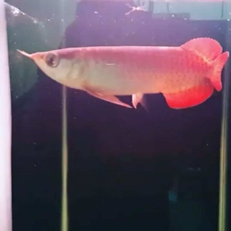 anakan ikan arwana super red