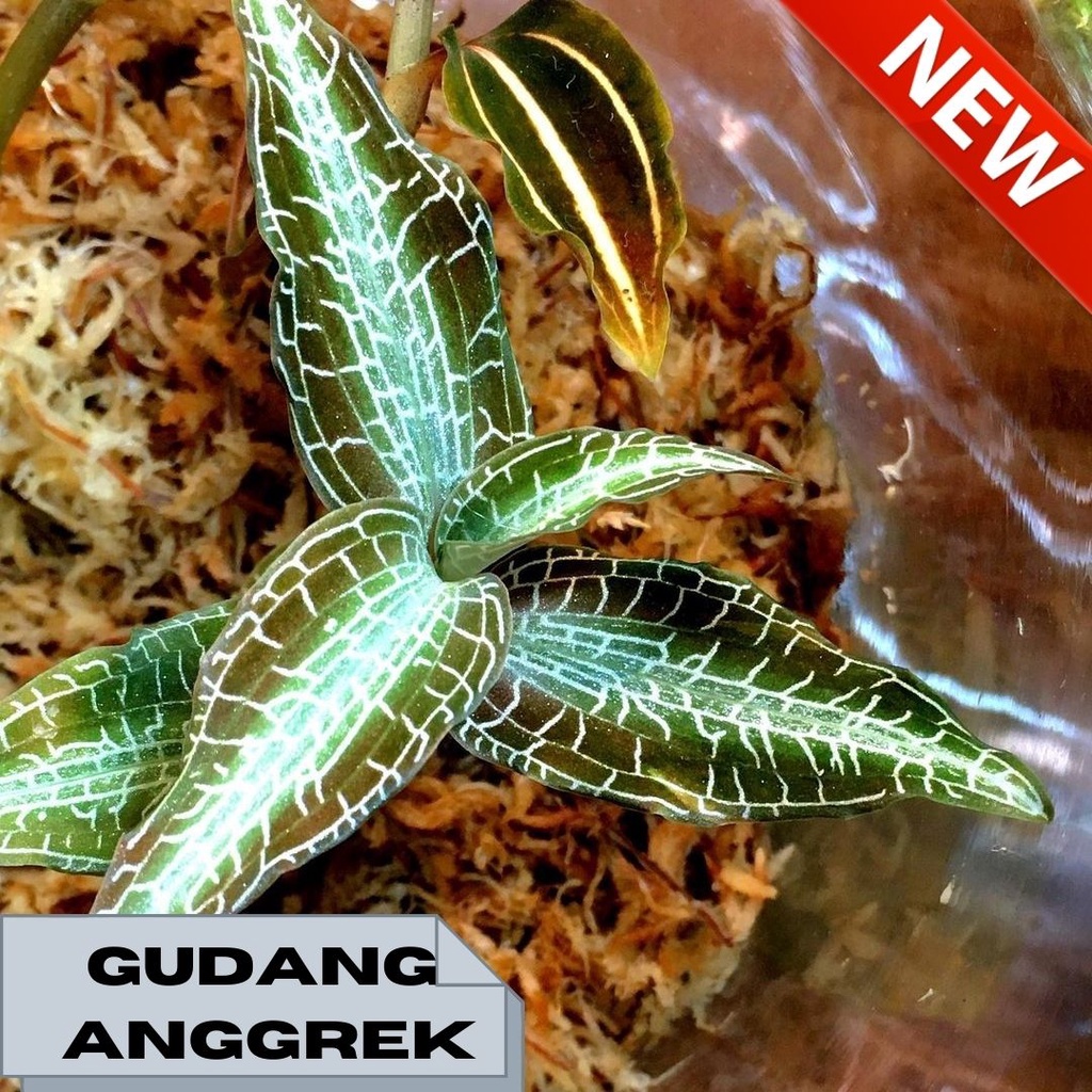 Bibit anggrek mini paludarium goodyera