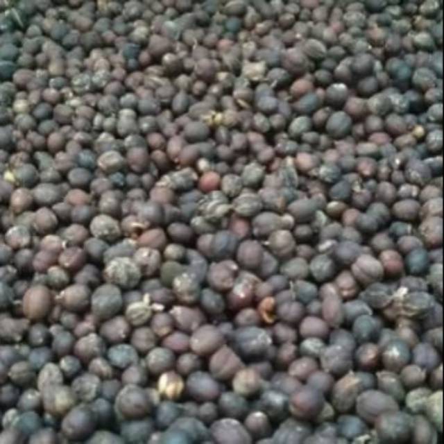 

Kopi Arabika/Arabica Coffe