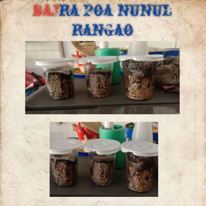 umpan TANAGO PANCING JEPANG bajra poa nunul rayap