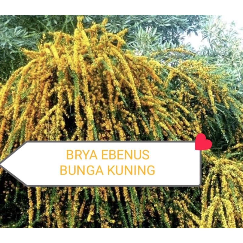 BRYA  EBENUS SAENG SIMBUR BUNGA KUNING( CANGKOKAN)