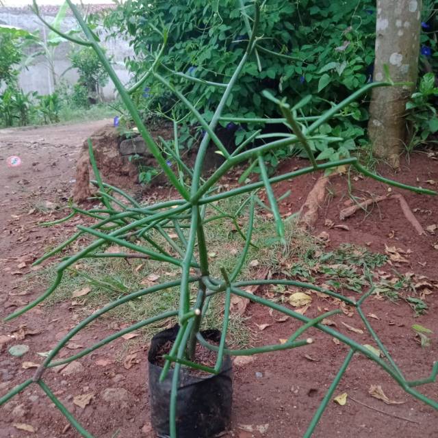 Patah tulang/tanaman patah tulang