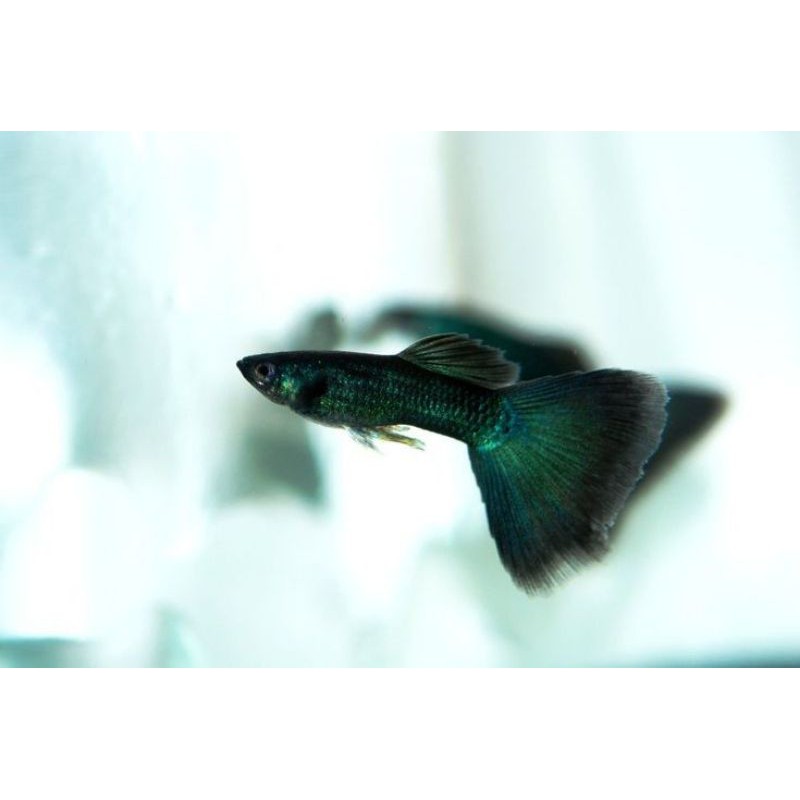 Ikan Guppy black Moscow