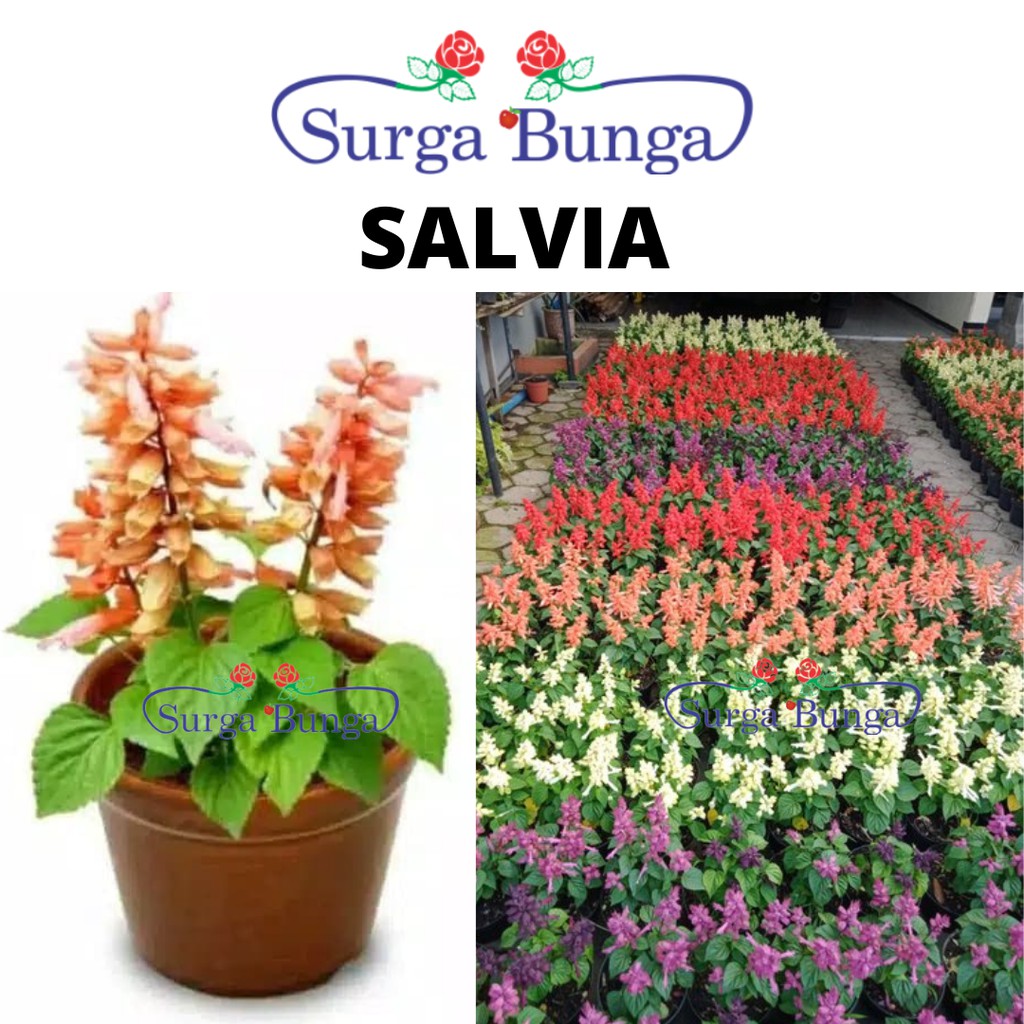 Tanaman Hias Bunga Salvia Berbunga ( Sedia 4 Warna) - taman