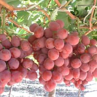 Benih Bibit Biji - Buah Anggur Merah Red Globe (Red Globe Grape) Seeds - IMPORT