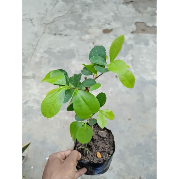 bibit bonsai sianci
