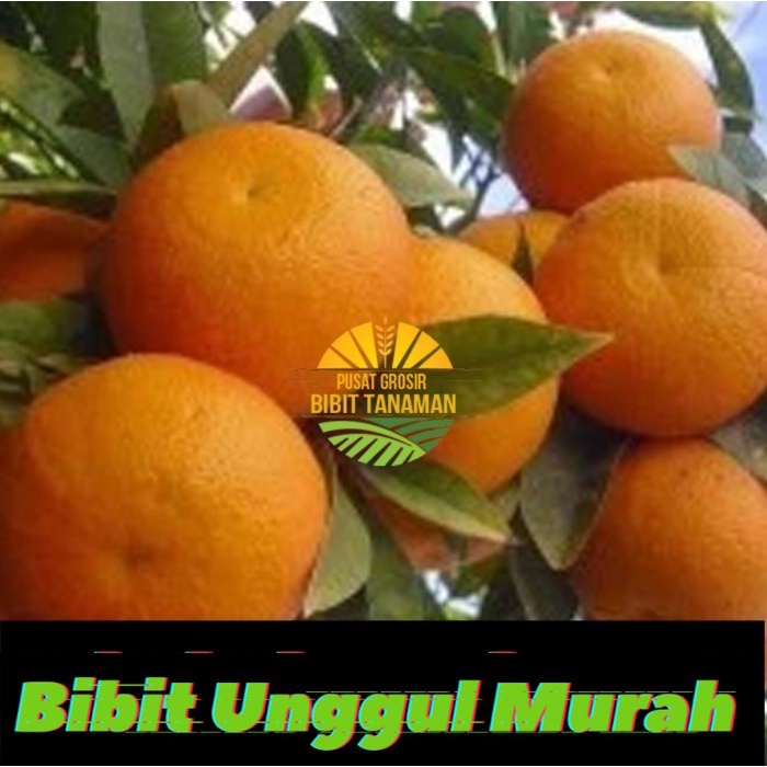 bibit jeruk sunkist