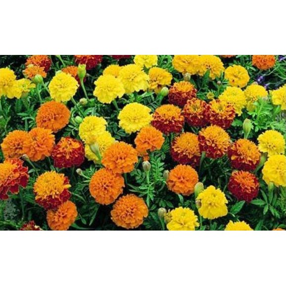 Benih-Bibit Bunga Marigold Sparky French (Haira Seed)