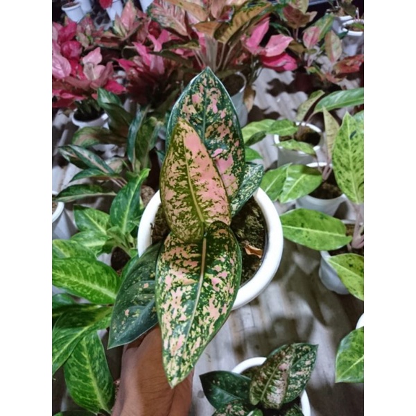 Aglonema Ruby Compacta