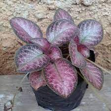 Episcia strawberry pacth -Bibit tanaman episcia merah - BAKUL KEMBANG