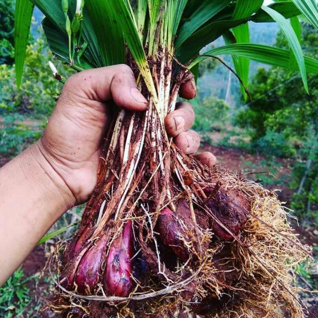 

PROMO UMBI BAWANG DAYAK, Unggul