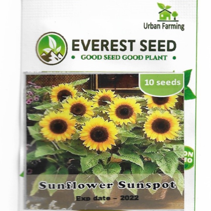 isi 10 biji benih Bunga  Matahari  Sunflower Sunspot  Kemasan 