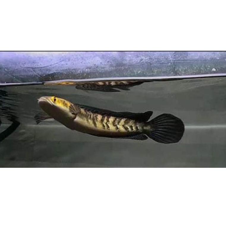 SHOPEE MALL Mgp73 (COD) Ikan Channa 9-10 Cm Maru Yellow Sentarum (Red Eye) Channa Ys ..,,.,,.,