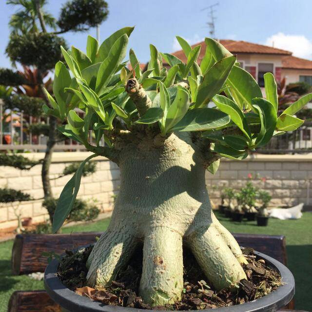 1 Benih adenium socotranum