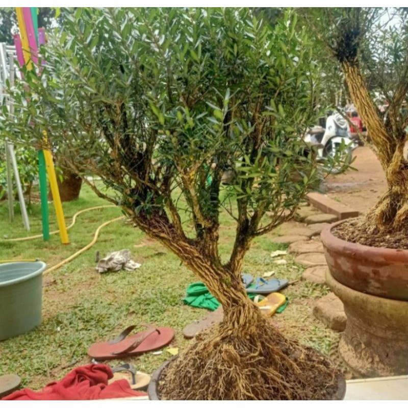 bonsai boxus tanaman hias pohon bonsai boxus