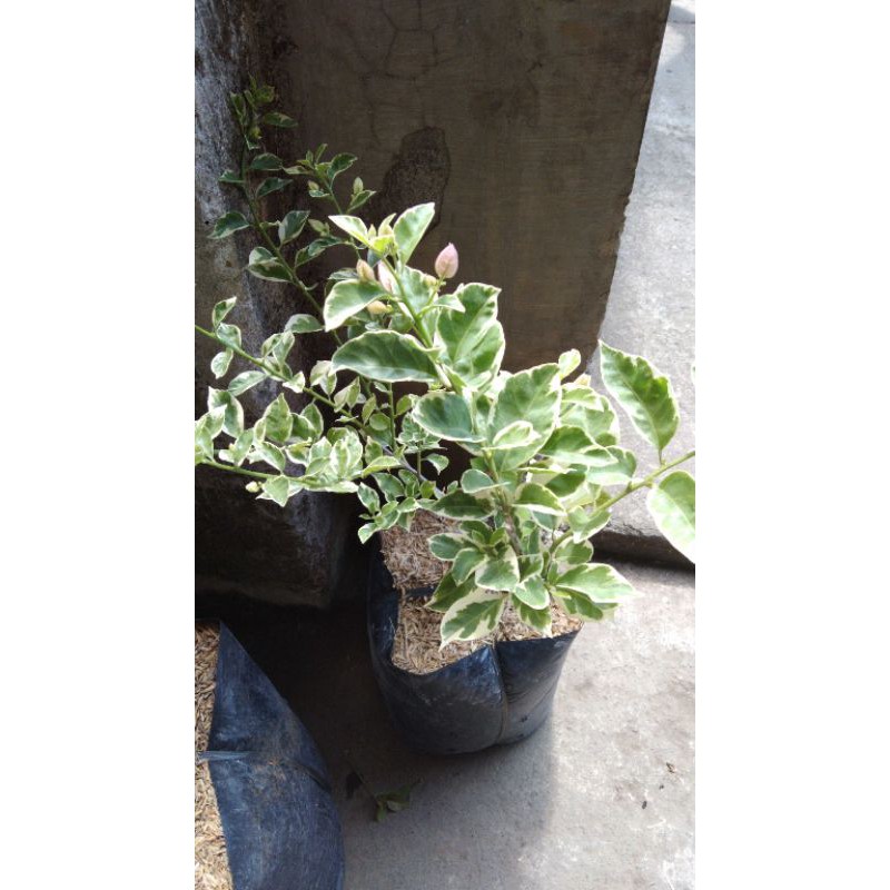 Bougenville varigata