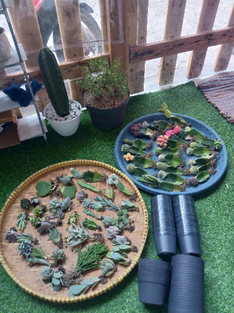 Kaktus Panda 5pcs/150k