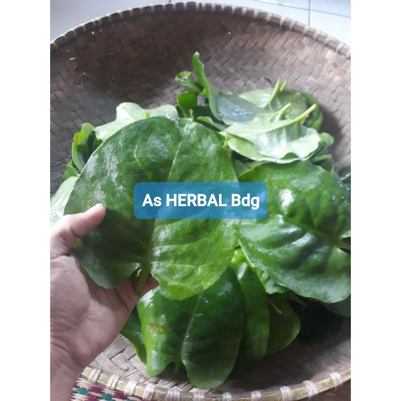 

Paket 250 gram daun binahong segar petik langsung-az